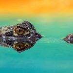 amphibian-animal-close-up-207001