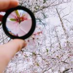 person-holding-round-framed-mirror-near-tree-at-daytime-979927