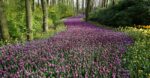 A spring forest scene with a carpet of purple and yellow flowers.